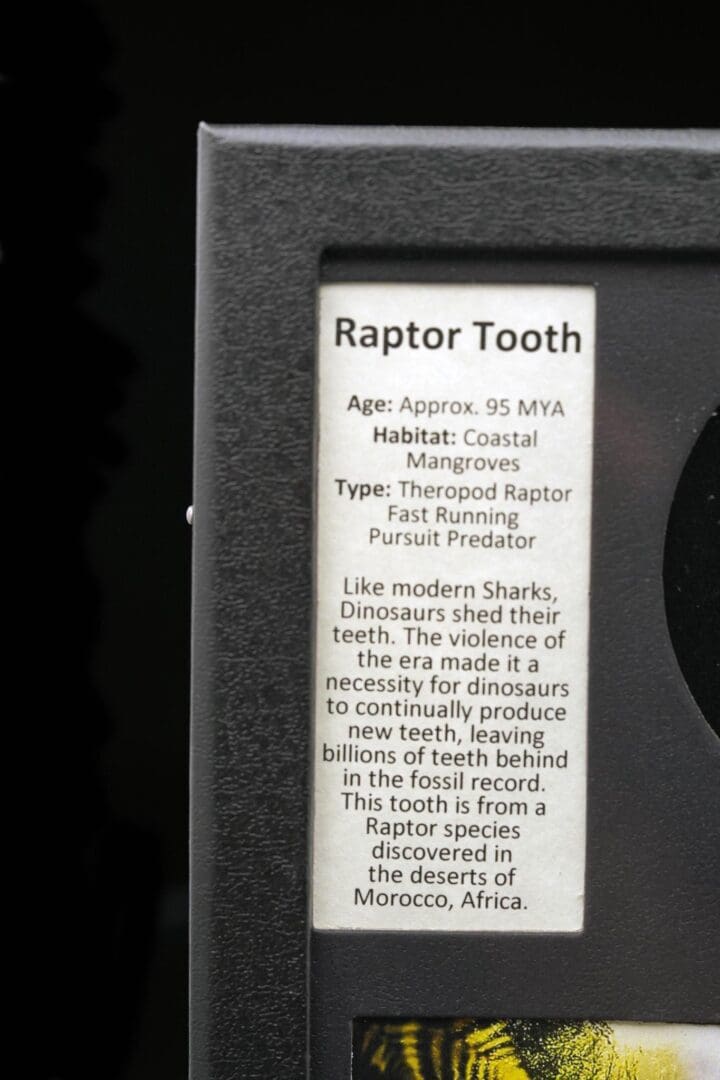 Raptor Tooth Fossil in Collector's Box - Image 4