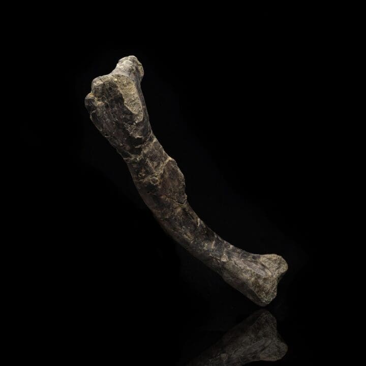 Dryosaurus Altus Dinosaur Femur Fossil // 150 Million Years Old