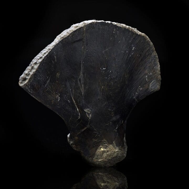 Mosasaurus Paddle – 0.82 lb - Image 2