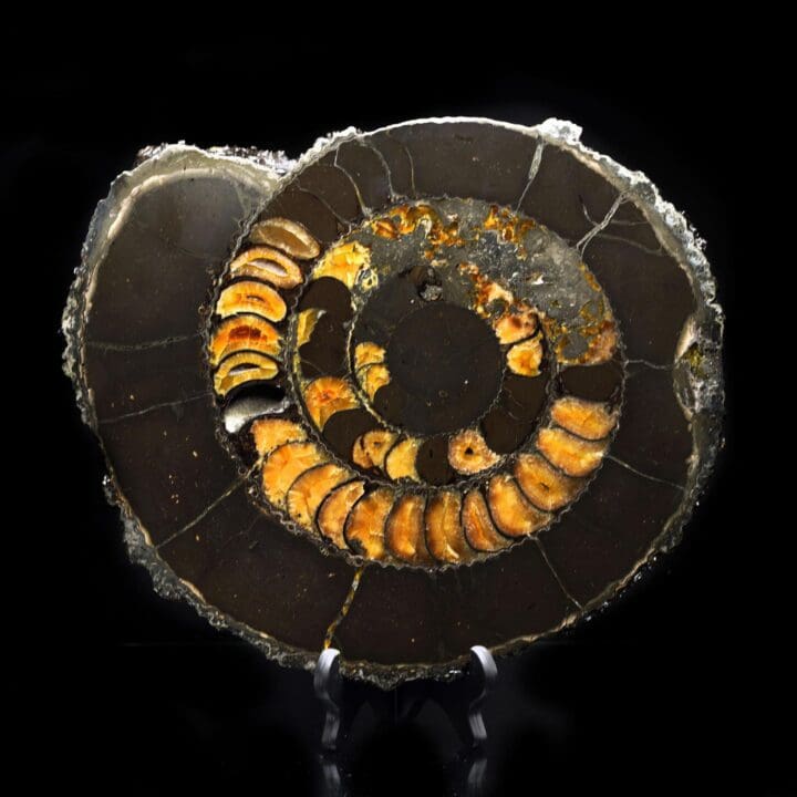 Ammonite with Calcite Incrustation - 11.2