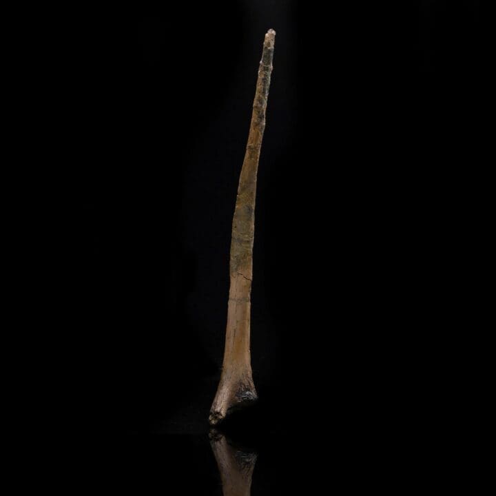 Hadrosaur Cervical Rib – 133 g - Image 3