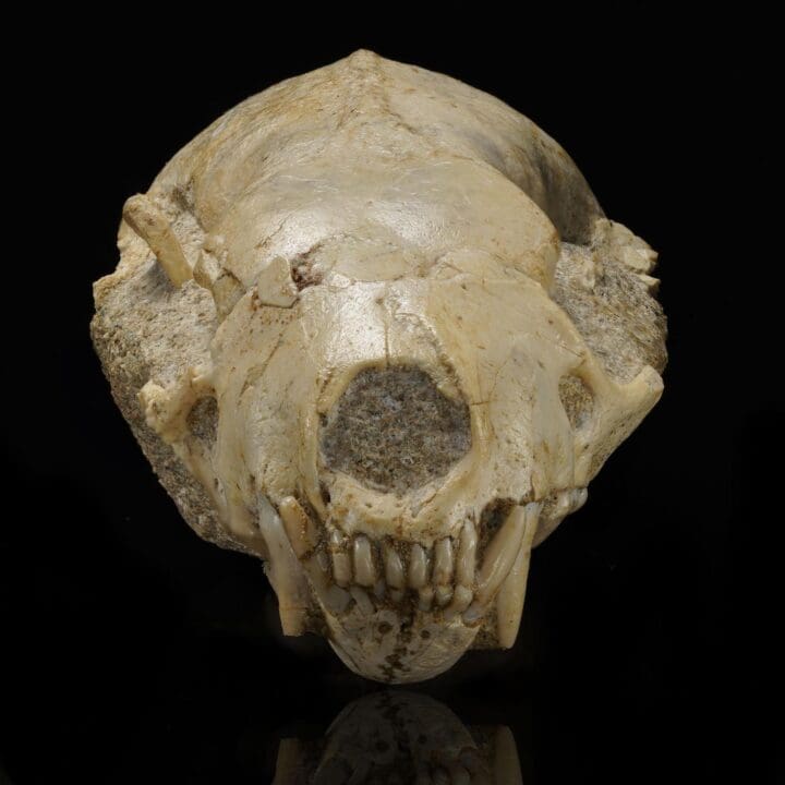 Mustelidae Skull (Weasel Family) – 0.14 lb - Image 2