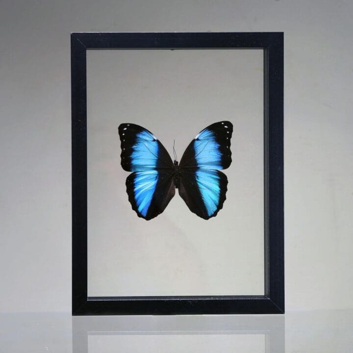 Beautiful Handmade Butterfly Box  - Blue/Black