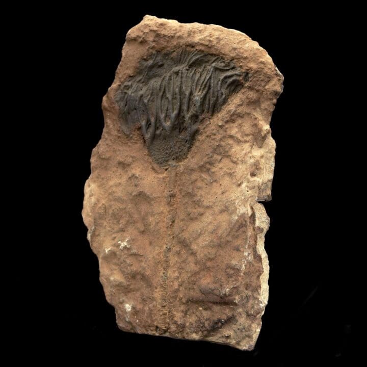 Crinoid Fossil from Morocco - Image 3