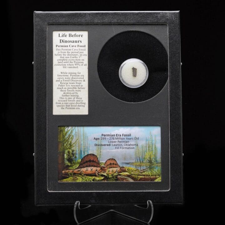 Permian Cave Fossil in Collector's Box
