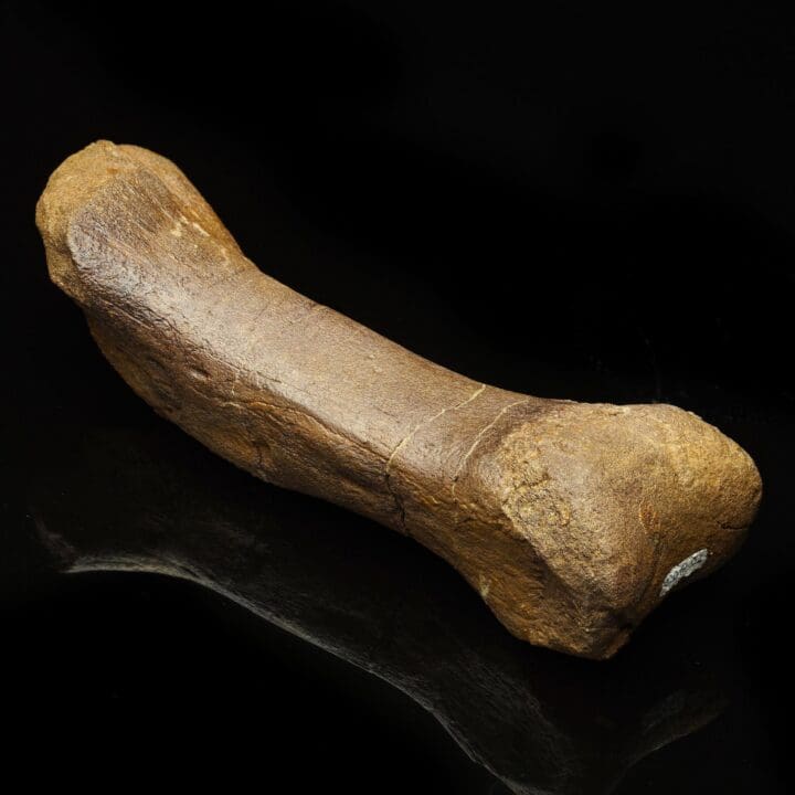 Edmontosaurus Metatarsal – 1.75 lb
