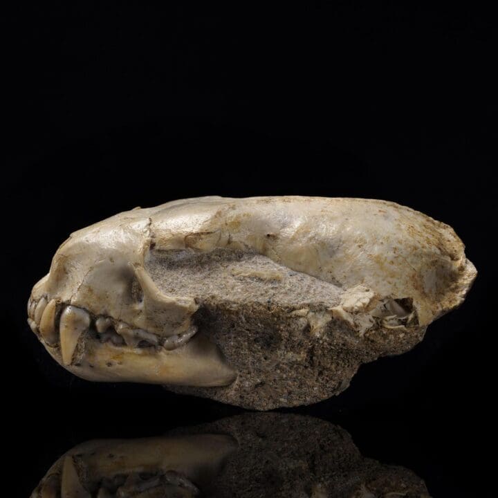 Mustelidae Skull (Weasel Family) – 0.14 lb - Image 4