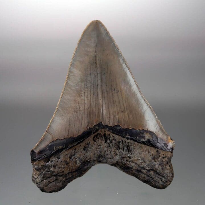 Megalodon Tooth – 4" High – Ver. III - Image 4