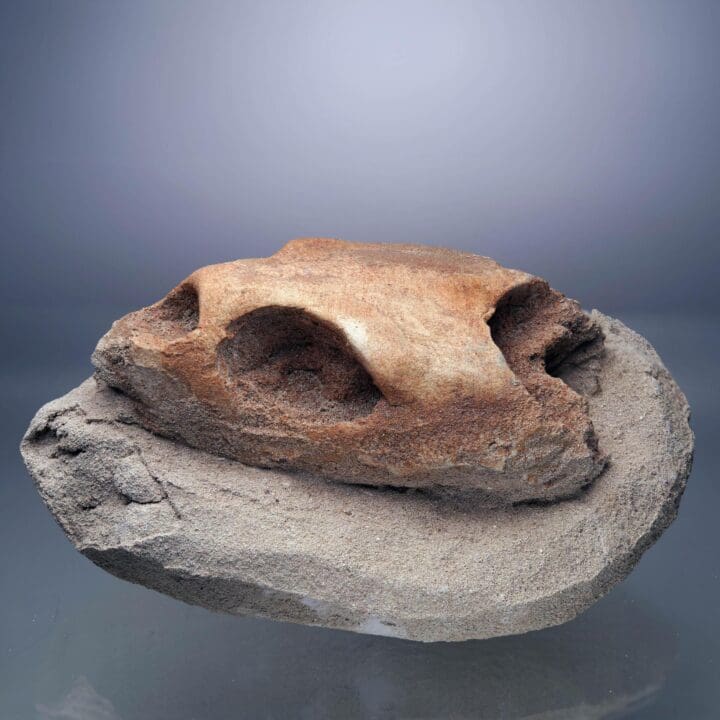 Fossilized Turtle Skull II - Image 5