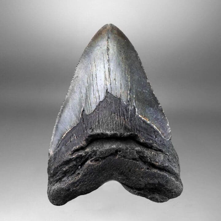 Megalodon Tooth – 4.31" High