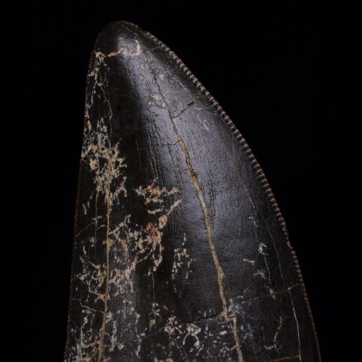 T-Rex Tooth - Image 8