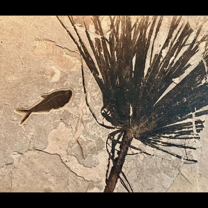 Palm Frond Fossil With Diplomystus - Image 2