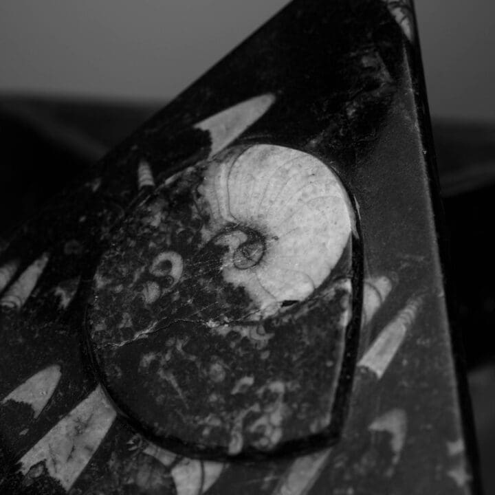 Triangular Ammonite and Belemnite Jewelry Box - Image 5