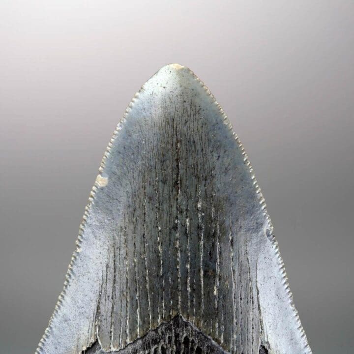 Megalodon Tooth – 4" High – Ver. II - Image 5