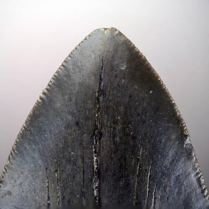 Megalodon Tooth – 4.31" High - Image 5
