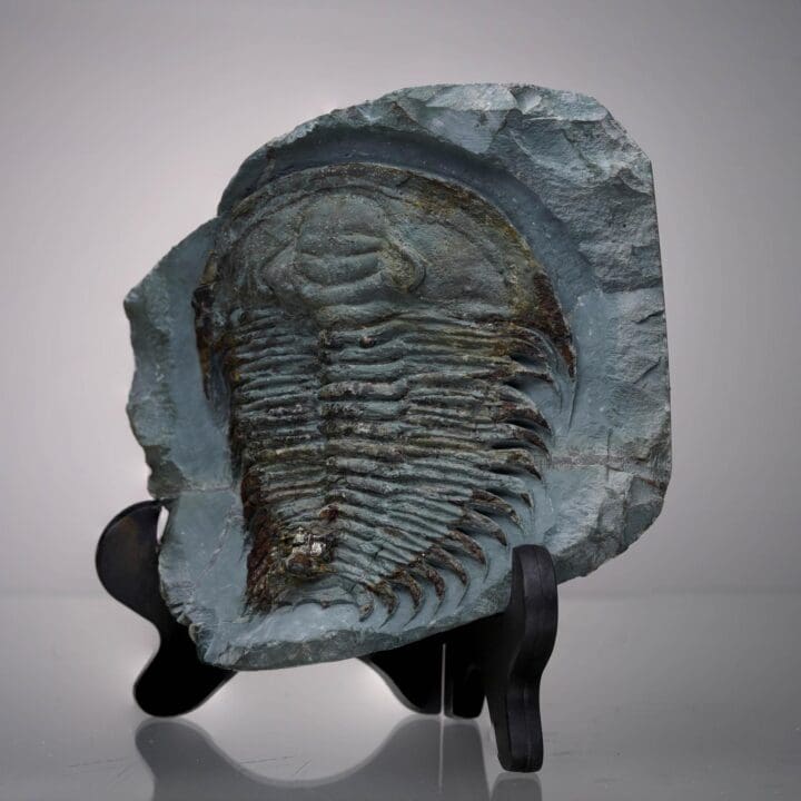 Paradoxides Trilobite Fossil - Image 3