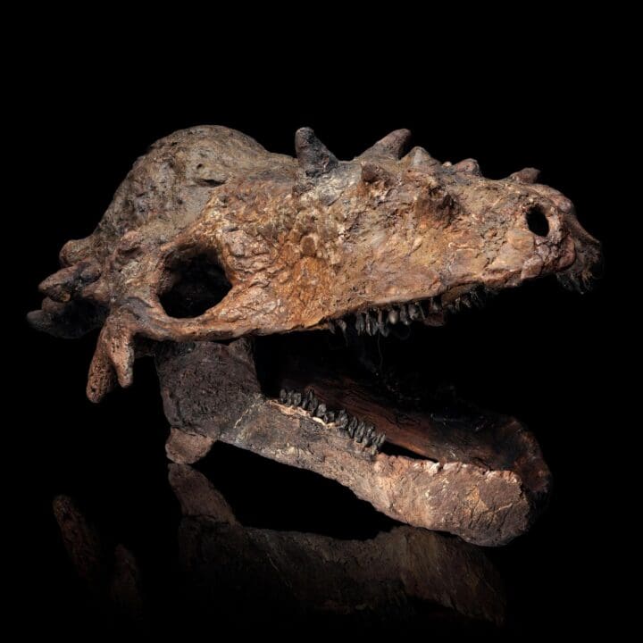 Pachycephalosaurus Skull - (Pachy) - Image 2