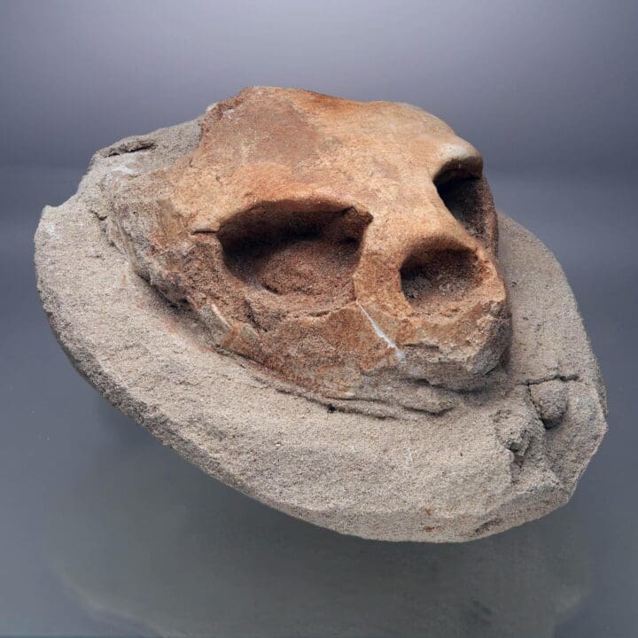Fossilized Turtle Skull II - Image 3