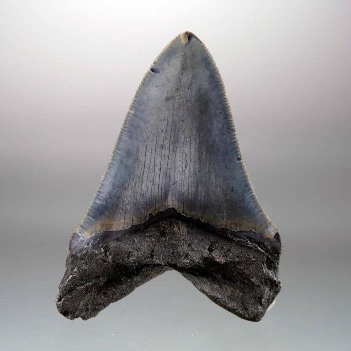 Megalodon Tooth – 4" High – Ver. II - Image 4