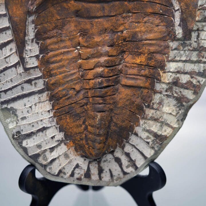 4.4 Lb. Paradoxides Trilobite Fossil – 510 Million Years Old - Image 5