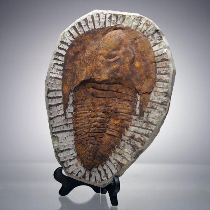 4.4 Lb. Paradoxides Trilobite Fossil – 510 Million Years Old - Image 3
