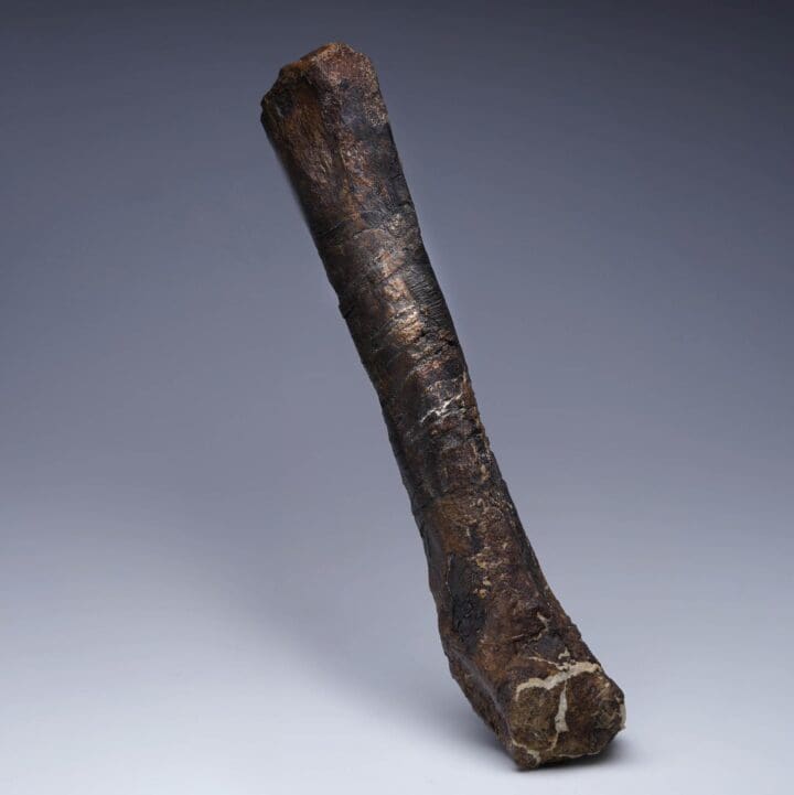 Camptosaurus Metatarsal - Image 3