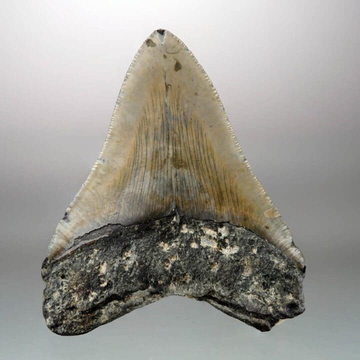 Megalodon Tooth – 4" High – Ver. 1 - Image 4