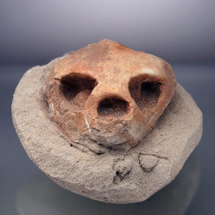 Fossilized Turtle Skull II