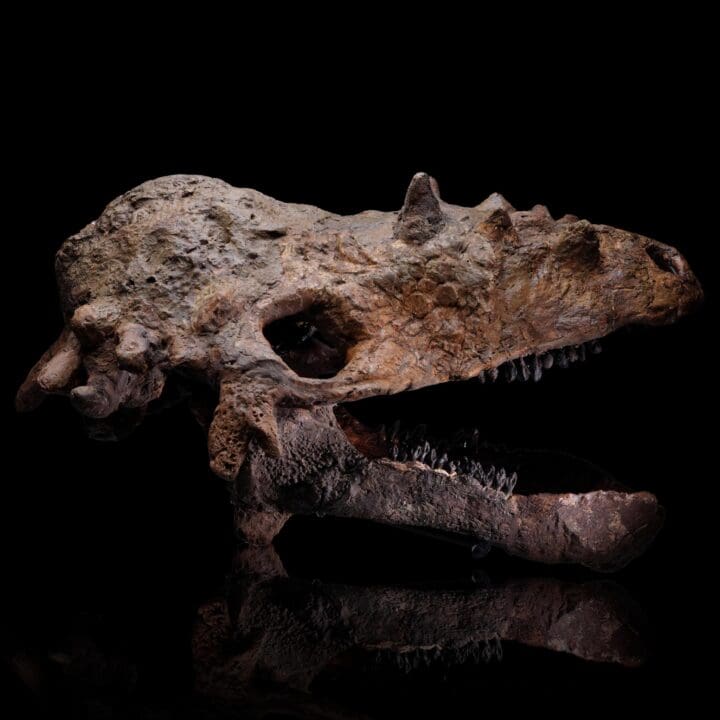 Pachycephalosaurus Skull - (Pachy)