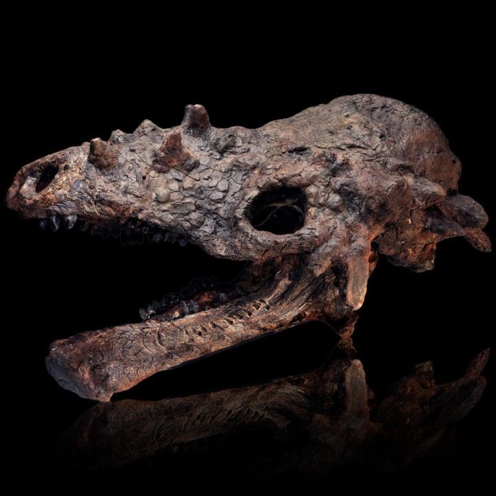 Pachycephalosaurus Skull - (Pachy) - Image 3
