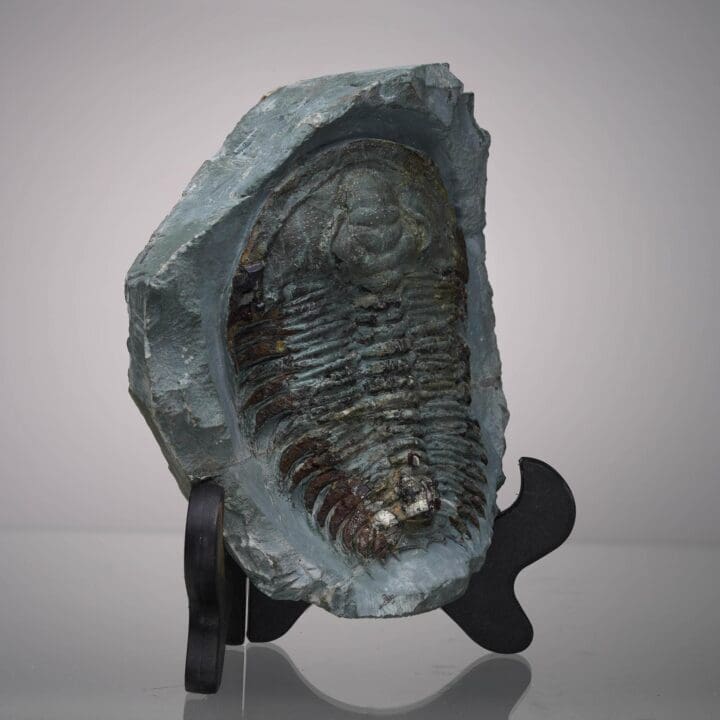 Paradoxides Trilobite Fossil - Image 2