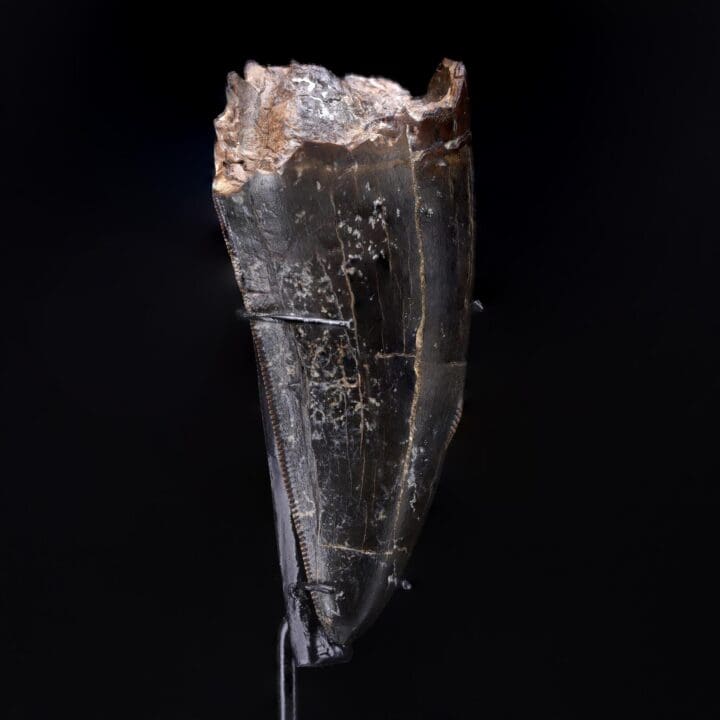 T-Rex Tooth - Image 3
