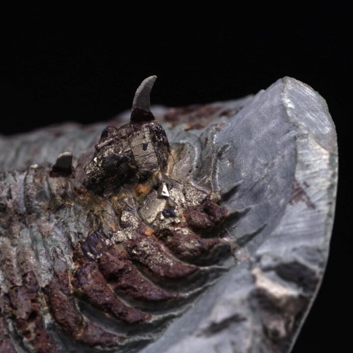 Paradoxides Trilobite Fossil - Image 5