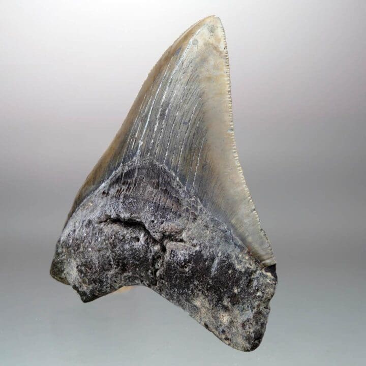 Megalodon Tooth – 4" High – Ver. 1 - Image 2