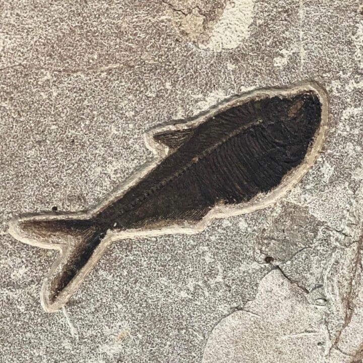 Palm Frond Fossil With Diplomystus - Image 3
