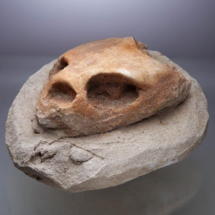 Fossilized Turtle Skull II - Image 2