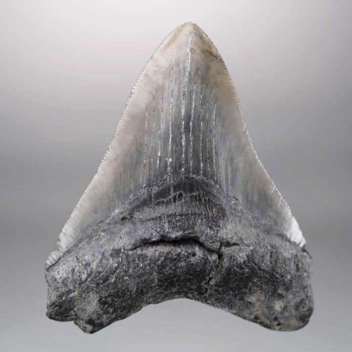 Megalodon Tooth – 4" High – Ver. 1