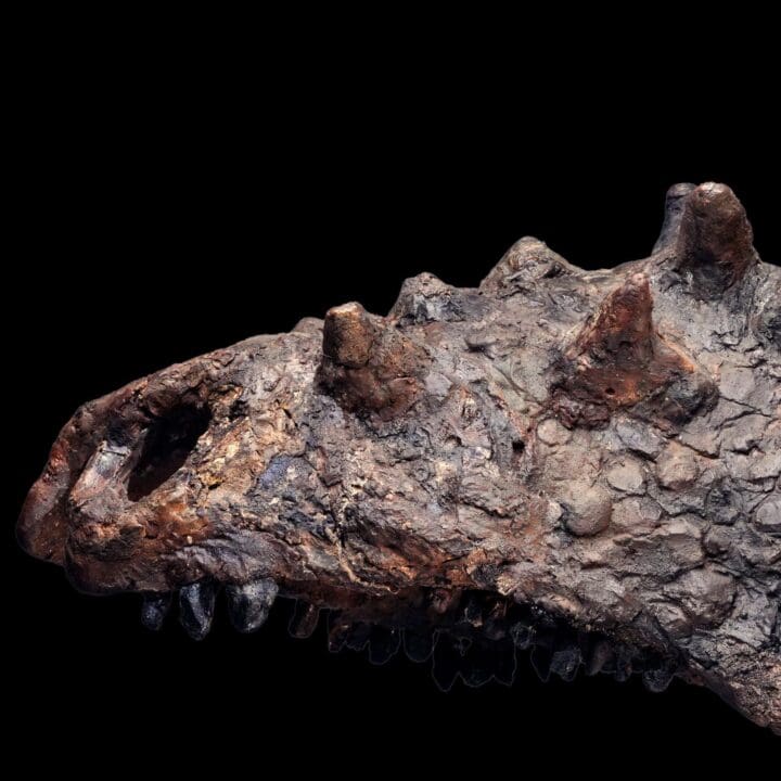 Pachycephalosaurus Skull - (Pachy) - Image 5