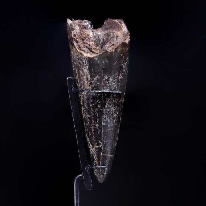 T-Rex Tooth - Image 4