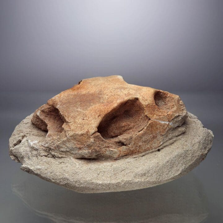 Fossilized Turtle Skull II - Image 4
