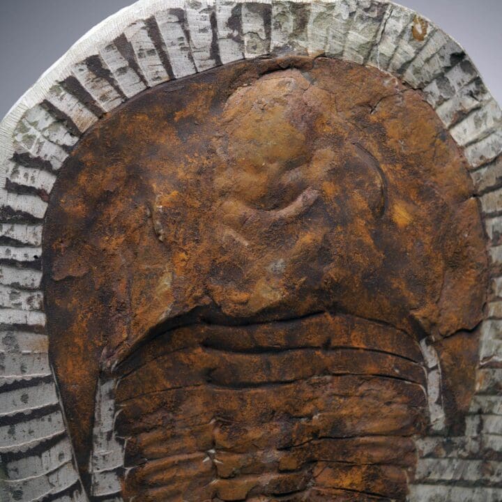 4.4 Lb. Paradoxides Trilobite Fossil – 510 Million Years Old - Image 4