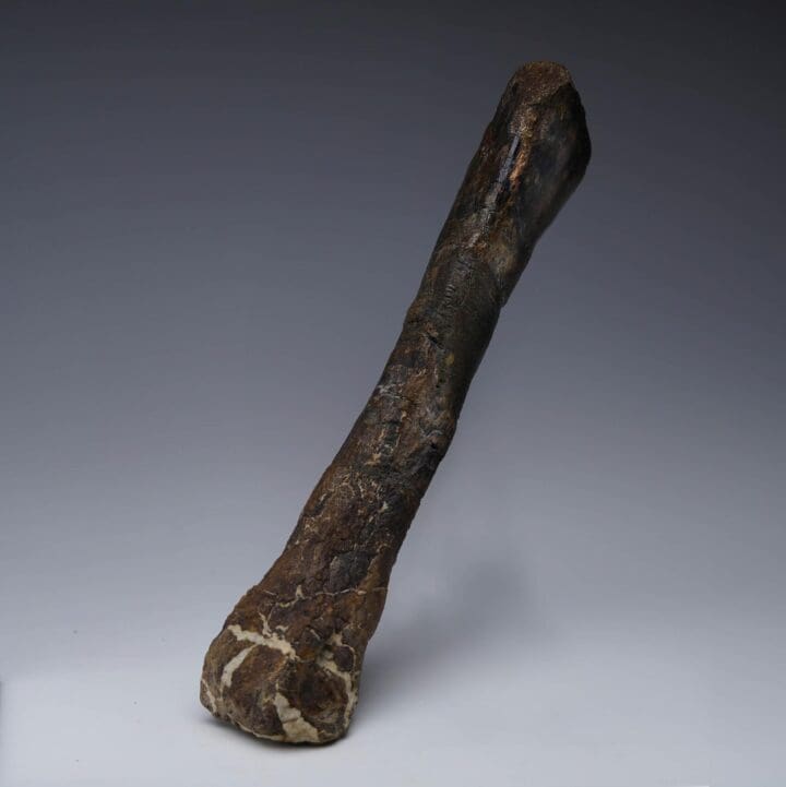 Camptosaurus Metatarsal - Image 2