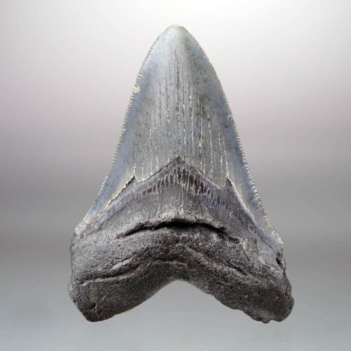 Megalodon Tooth – 4" High – Ver. II