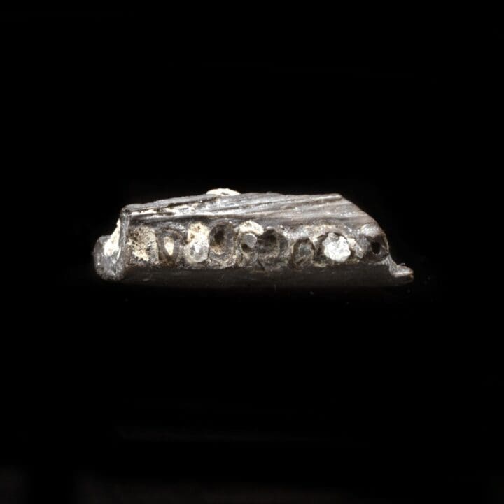 Permian Cave Fossil in Collector's Box - Image 2