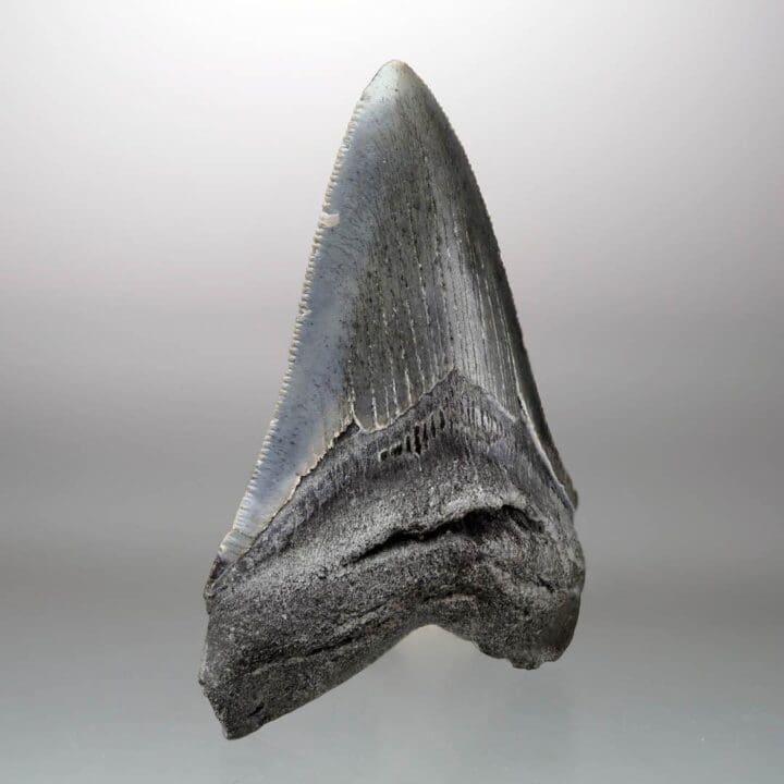 Megalodon Tooth – 4" High – Ver. II - Image 3