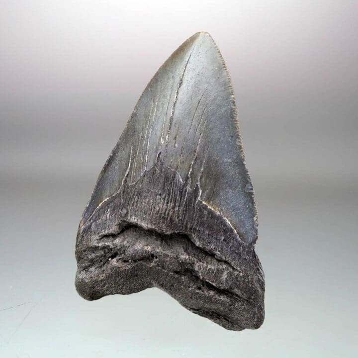 Megalodon Tooth – 4.31" High - Image 2