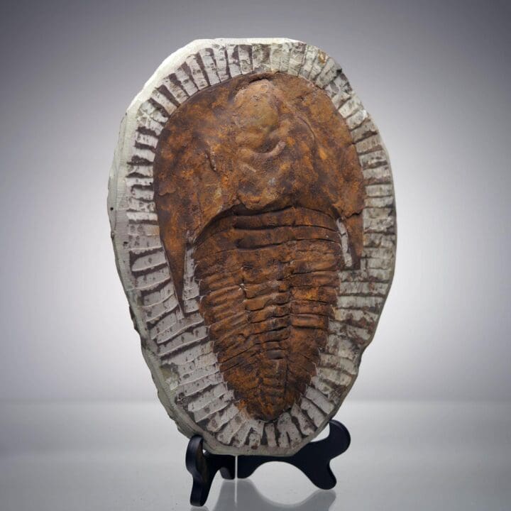 4.4 Lb. Paradoxides Trilobite Fossil – 510 Million Years Old - Image 2