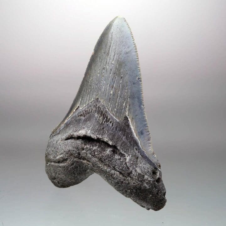 Megalodon Tooth – 4" High – Ver. II - Image 2
