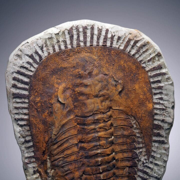 4.4 Lb. Paradoxides Trilobite Fossil – 510 Million Years Old - Image 6