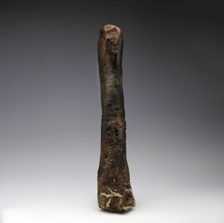 Camptosaurus Metatarsal